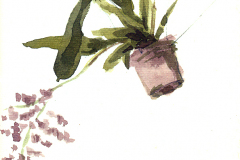 2011_01_Orquidea
