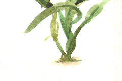 2011_02_Orquidea