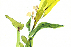 2011_03_Orquidea