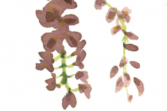 2011_04_Orquidea