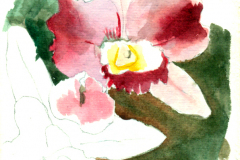2011_05_Orquidea