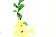 2011_06_Orquidea