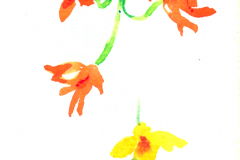 2011_07_Orquidea