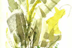 2013_12_Banana-Tree-Variations