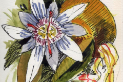 Mauricio Piza, Flor do Maracujá, Passion Fruit Flower, 5 x 8 cm, watercolor and ink, 2020