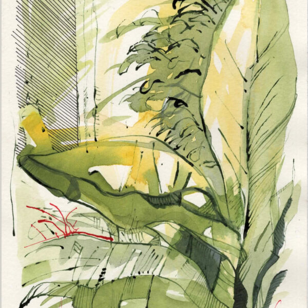 Mauricio Piza, Bananeira, Banana Tree, watercolor and calligraphy ink, 25 x 15 cm, 2020